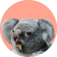 Koala-Gruppenkarte_4.jpg